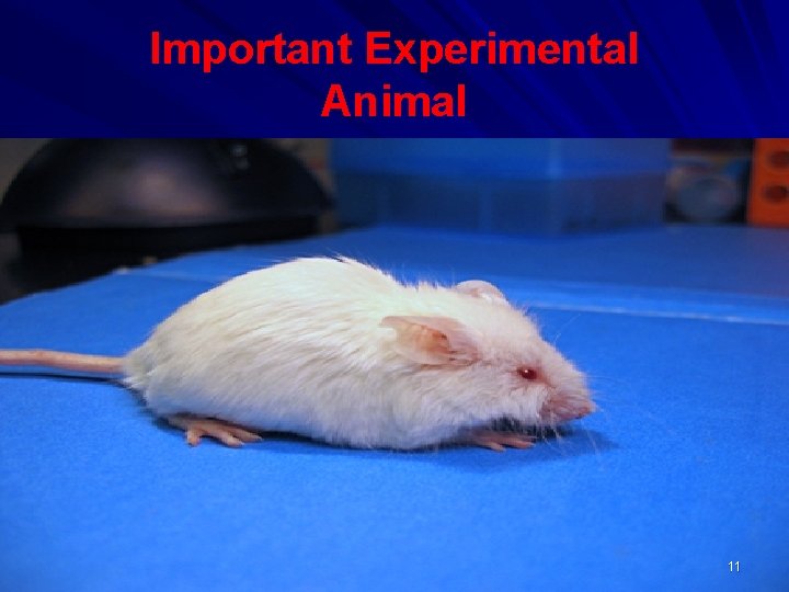 Important Experimental Animal 11 