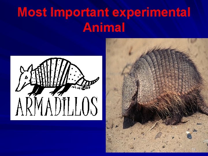 Most Important experimental Animal 12 