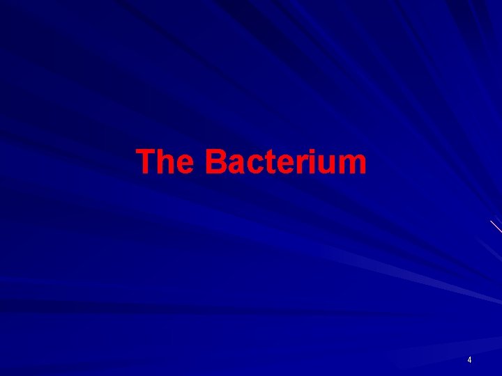 The Bacterium 4 