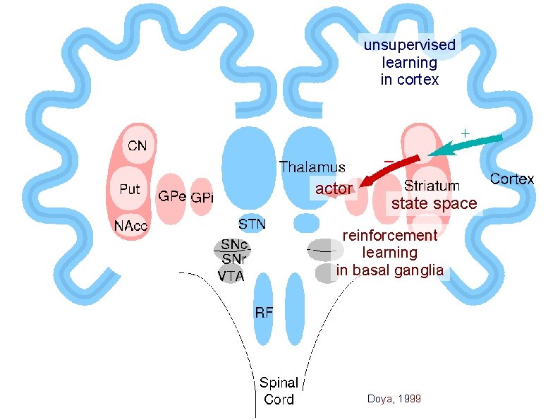 unsupervised learning in cortex actor state space reinforcement learning in basal ganglia Doya, 1999