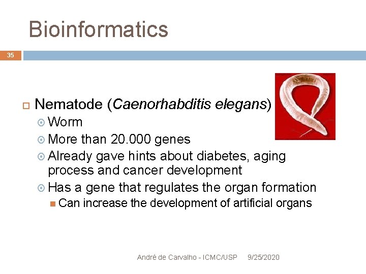 Bioinformatics 35 Nematode (Caenorhabditis elegans) Worm More than 20. 000 genes Already gave hints