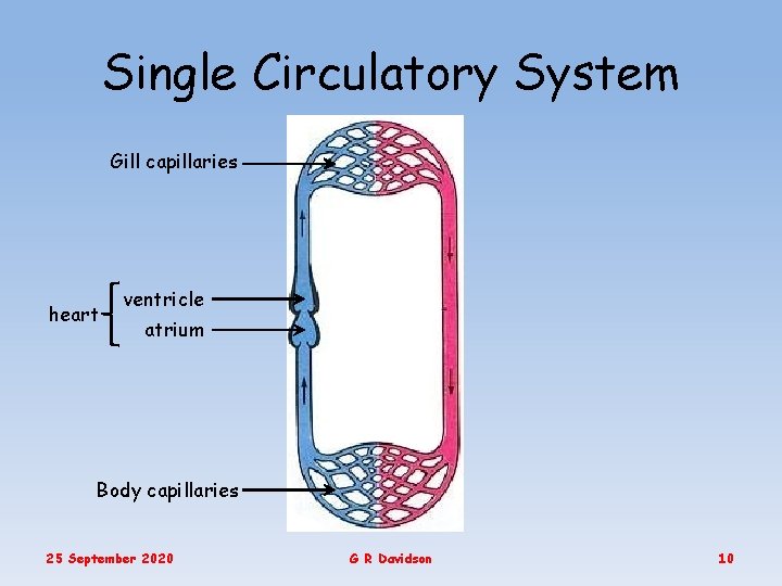 Single Circulatory System Gill capillaries heart ventricle atrium Body capillaries 25 September 2020 G
