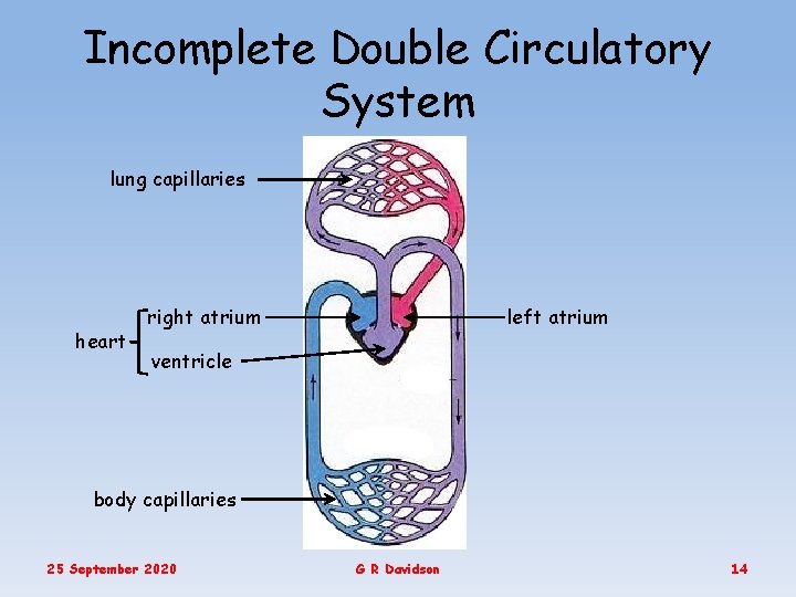 Incomplete Double Circulatory System lung capillaries heart right atrium left atrium ventricle body capillaries
