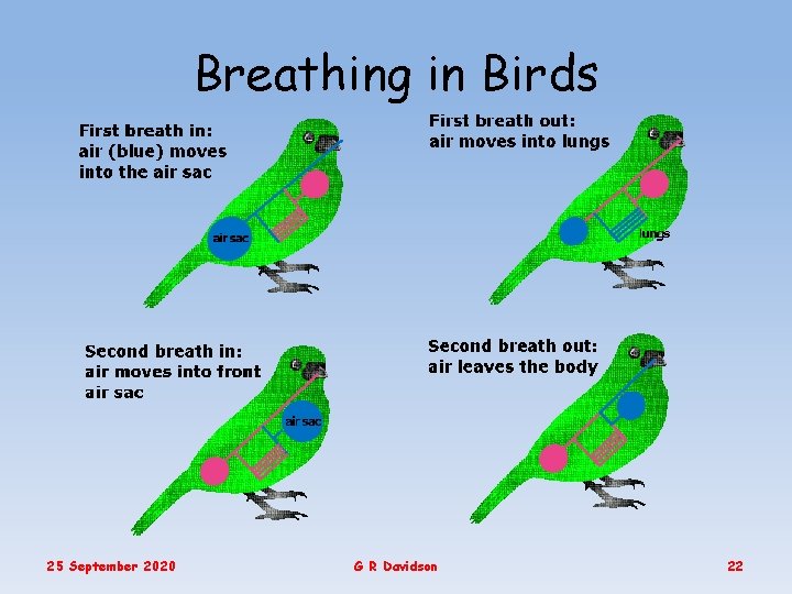 Breathing in Birds 25 September 2020 G R Davidson 22 