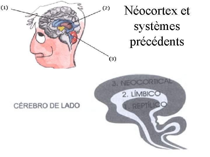 Néocortex et systèmes précédents 20 