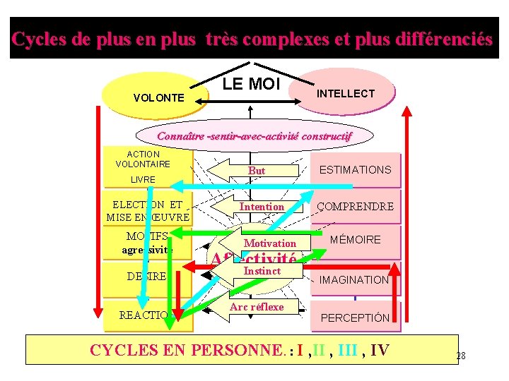 Cycles de plus en plus très complexes et plus différenciés VOLONTE LE MOI INTELLECT