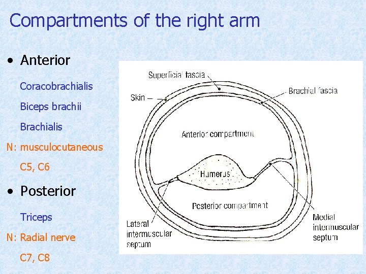 Compartments of the right arm • Anterior Coracobrachialis Biceps brachii Brachialis N: musculocutaneous C