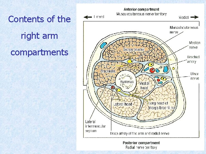 Contents of the right arm compartments 