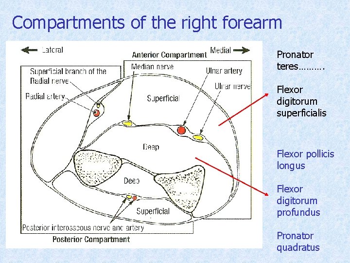 Compartments of the right forearm Pronator teres………. Flexor digitorum superficialis Flexor pollicis longus Flexor