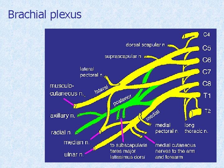 Brachial plexus 