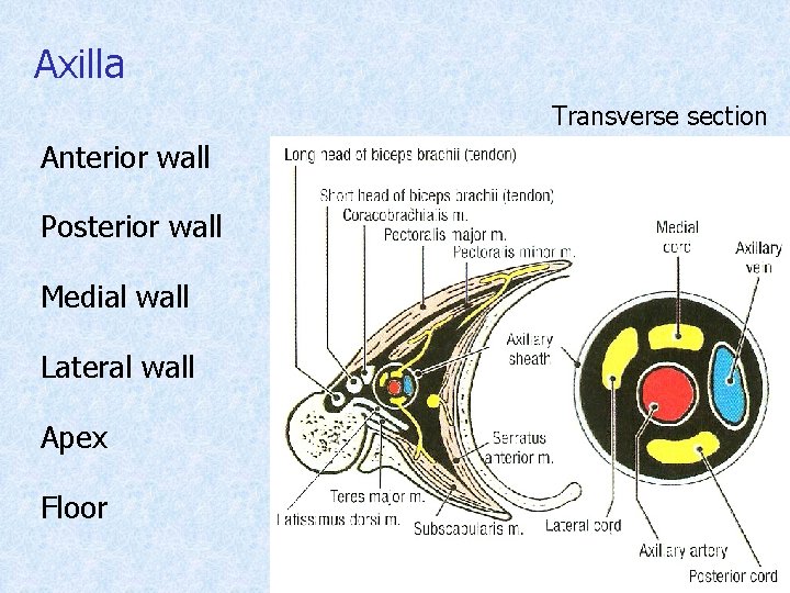 Axilla Transverse section Anterior wall Posterior wall Medial wall Lateral wall Apex Floor 