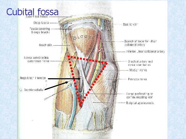 Cubital fossa 