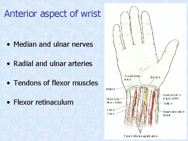 Anterior aspect of wrist • Median and ulnar nerves • Radial and ulnar arteries