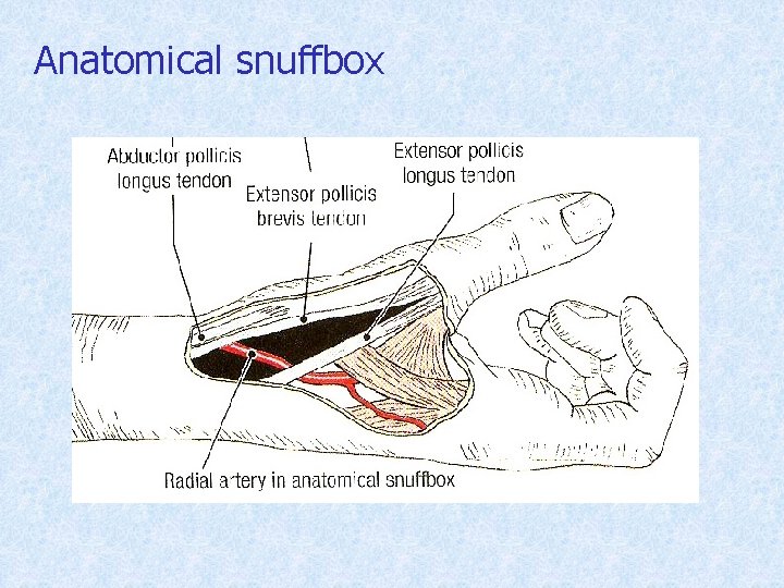 Anatomical snuffbox 