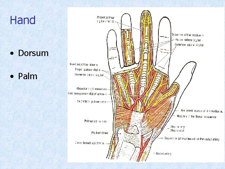 Hand • Dorsum • Palm 