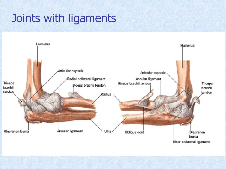 Joints with ligaments 