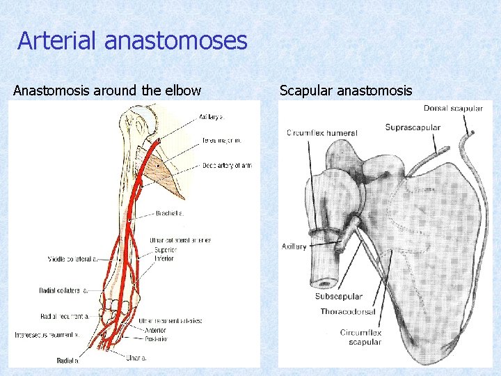 Arterial anastomoses Anastomosis around the elbow Scapular anastomosis 