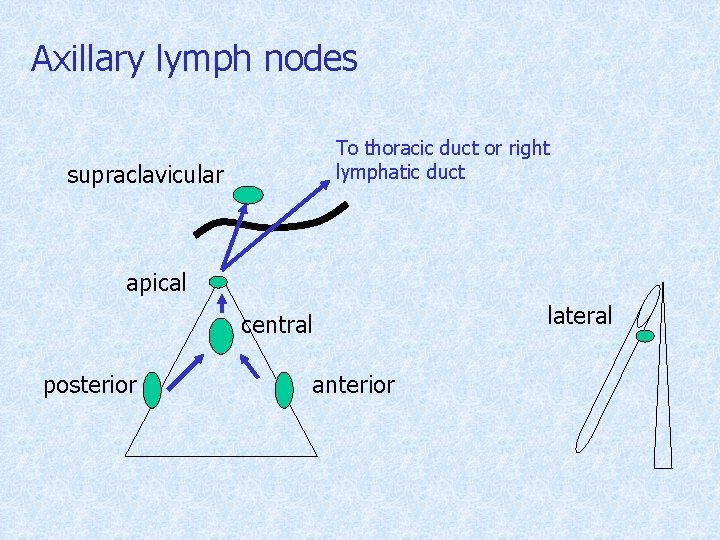 Axillary lymph nodes To thoracic duct or right lymphatic duct supraclavicular apical central posterior