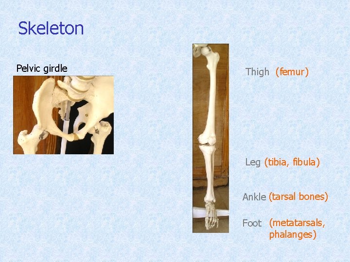 Skeleton Pelvic girdle Thigh (femur) Leg (tibia, fibula) Ankle (tarsal bones) Foot (metatarsals, phalanges)