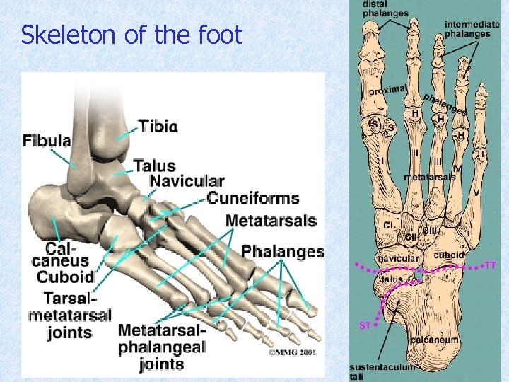 Skeleton of the foot 