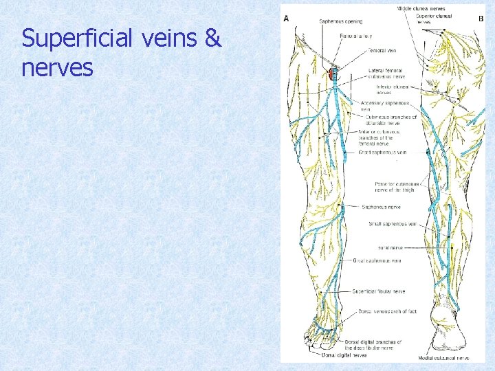 Superficial veins & nerves 