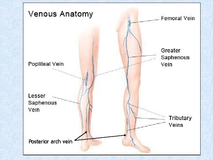Posterior arch vein 