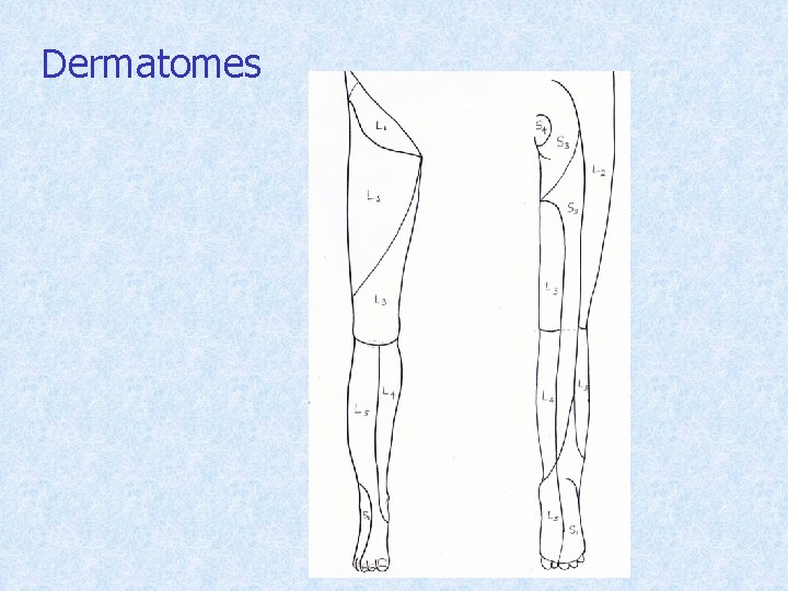Dermatomes 