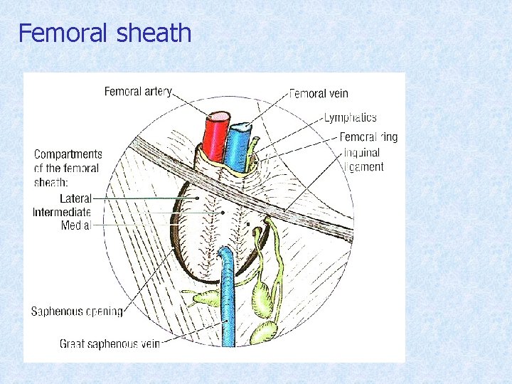 Femoral sheath 