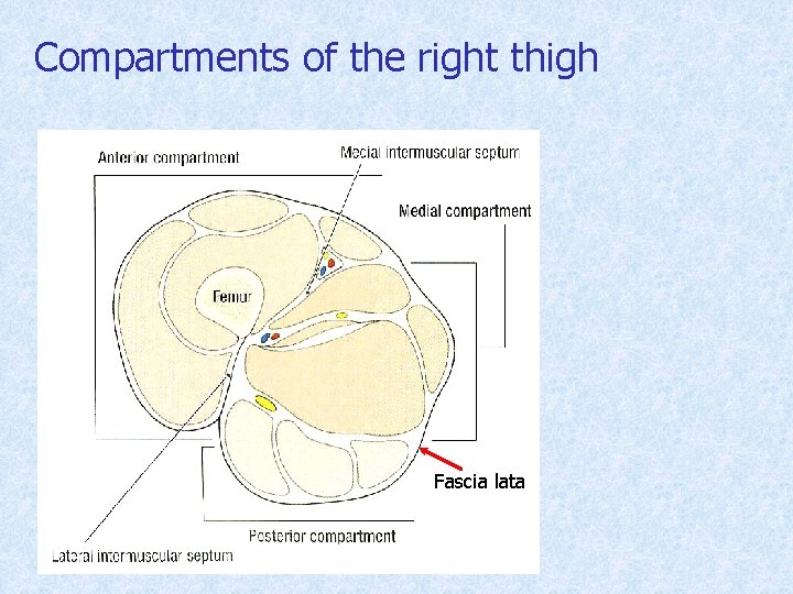 Compartments of the right thigh Fascia lata 