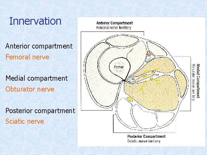 Innervation Anterior compartment Femoral nerve Medial compartment Obturator nerve Posterior compartment Sciatic nerve 