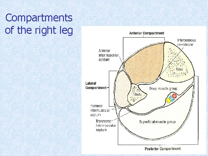 Compartments of the right leg 