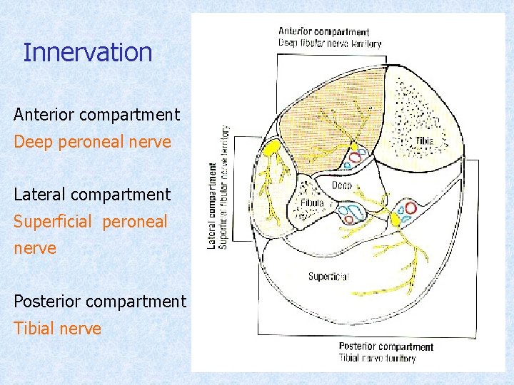 Innervation Anterior compartment Deep peroneal nerve Lateral compartment Superficial peroneal nerve Posterior compartment Tibial