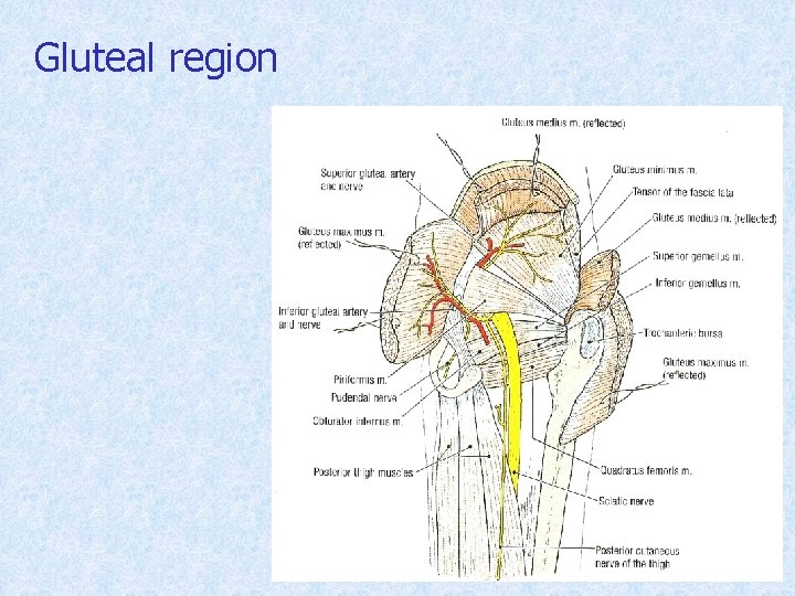 Gluteal region 