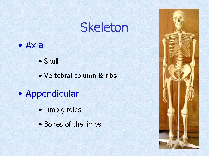 Skeleton • Axial • Skull • Vertebral column & ribs • Appendicular • Limb