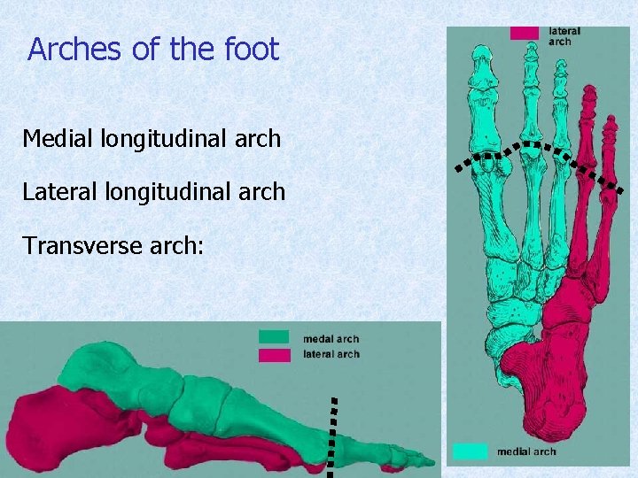 Arches of the foot Medial longitudinal arch Lateral longitudinal arch Transverse arch: 