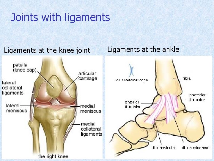 Joints with ligaments Ligaments at the knee joint Ligaments at the ankle 