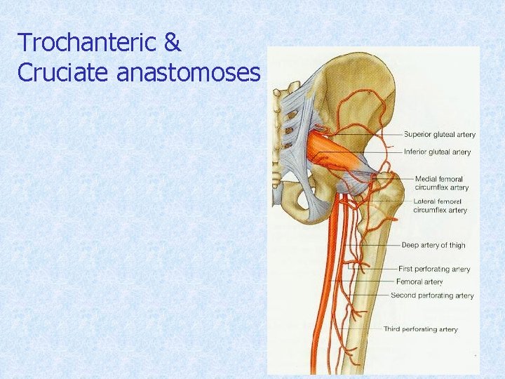 Trochanteric & Cruciate anastomoses 