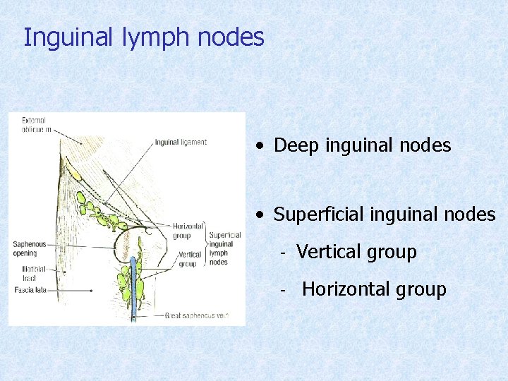 Inguinal lymph nodes • Deep inguinal nodes • Superficial inguinal nodes ‐ Vertical group