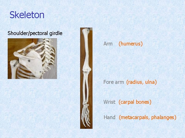 Skeleton Shoulder/pectoral girdle Arm (humerus) Fore arm (radius, ulna) Wrist (carpal bones) Hand (metacarpals,