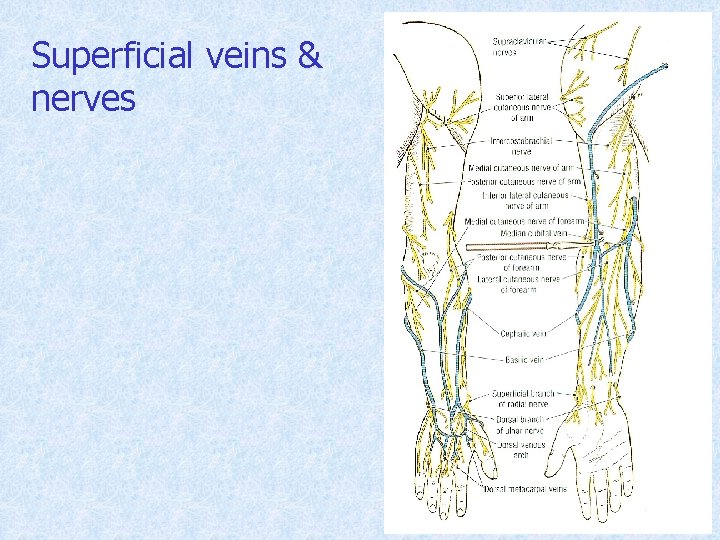 Superficial veins & nerves 