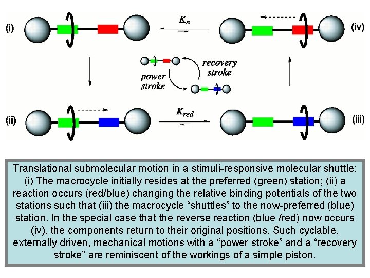 Translational submolecular motion in a stimuli-responsive molecular shuttle: (i) The macrocycle initially resides at