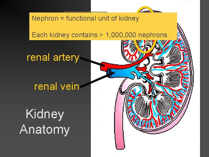 Nephron = functional unit of kidney nephron Each kidney contains > 1, 000 nephrons.