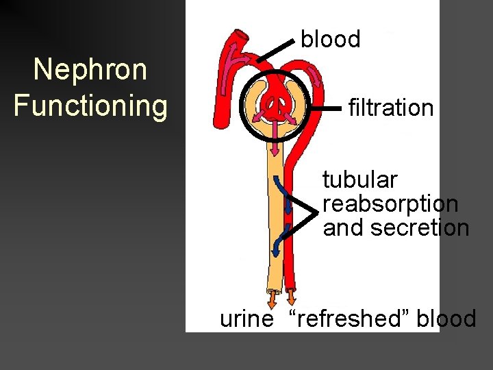 Nephron Functioning blood filtration tubular reabsorption and secretion urine “refreshed” blood 