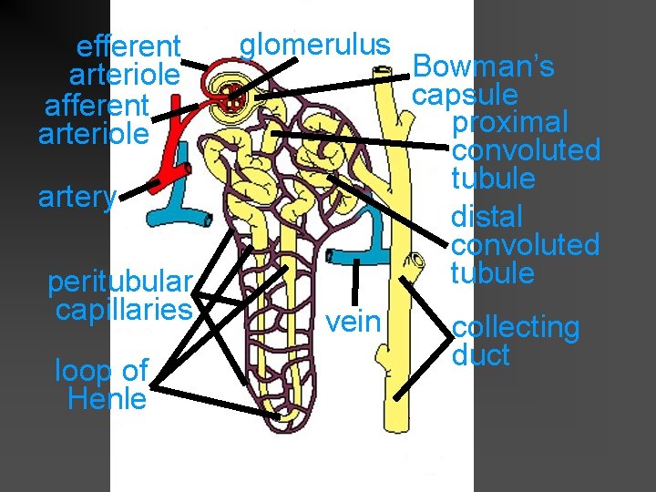 efferent arteriole afferent arteriole glomerulus artery peritubular capillaries loop of Henle vein Bowman’s capsule