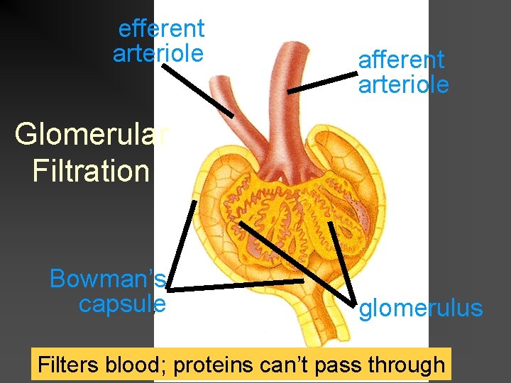 efferent arteriole afferent arteriole Glomerular Filtration Bowman’s capsule glomerulus Filters blood; proteins can’t pass