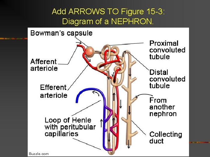 Add ARROWS TO Figure 15 -3: Diagram of a NEPHRON. 