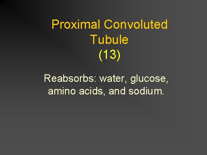 Proximal Convoluted Tubule (13) Reabsorbs: water, glucose, amino acids, and sodium. 