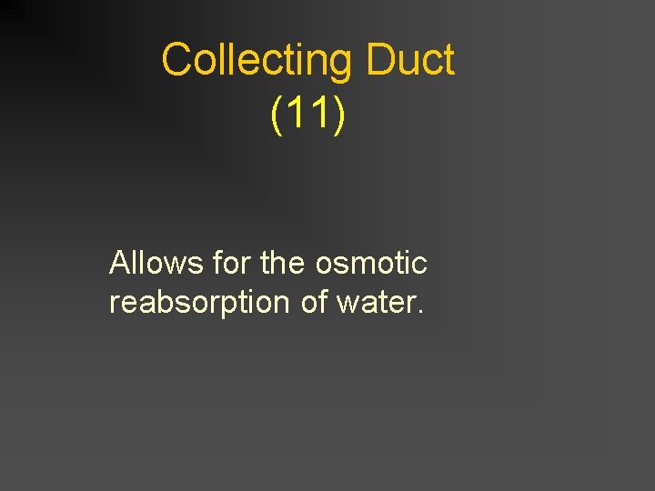 Collecting Duct (11) Allows for the osmotic reabsorption of water. 