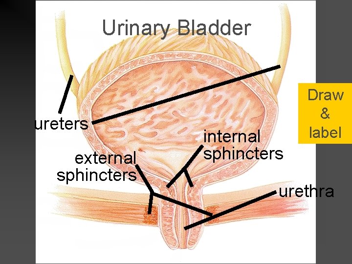 Urinary Bladder ureters external sphincters internal sphincters Draw & label urethra 