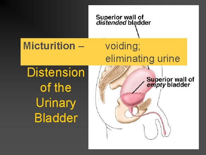 Micturition – Distension of the Urinary Bladder voiding; eliminating urine 